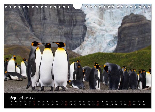 Produktbild: Pinguine aus aller Welt (Wandkalender 2026 DIN A4 quer), CALVENDO Monatskalender