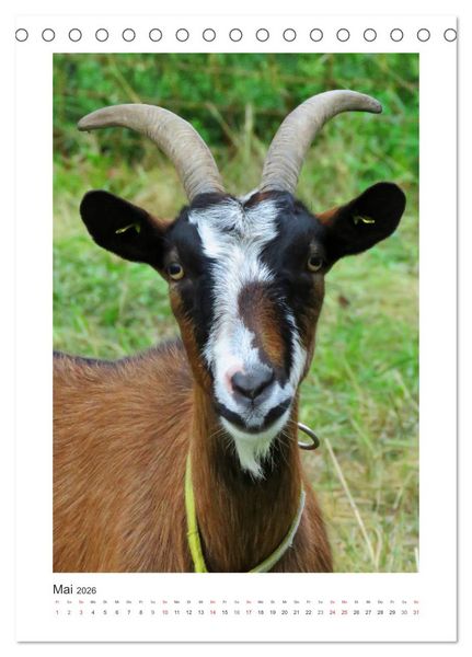 Produktbild: Ziegenportraits (Tischkalender 2026 DIN A5 hoch), CALVENDO Monatskalender