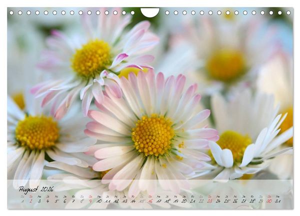 Produktbild: Bl&uuml;ten dicht an dicht (Wandkalender 2026 DIN A4 quer), CALVENDO Monatskalender