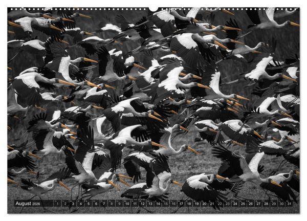 Produktbild: spotlight tansania (hochwertiger Premium Wandkalender 2026 DIN A2 quer), Kunstdruck in Hochglanz
