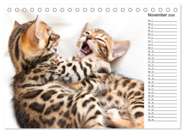Produktbild: Bengal K&auml;tzchen - Der Geburtstagskalender (Tischkalender 2026 DIN A5 quer), CALVENDO Monatskalender