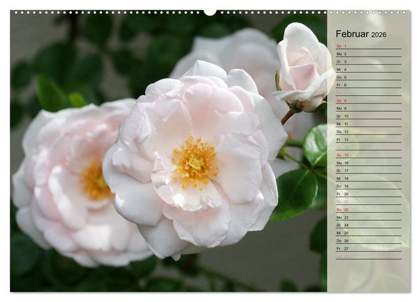 Produktbild: Rosensommer (hochwertiger Premium Wandkalender 2026 DIN A2 quer), Kunstdruck in Hochglanz