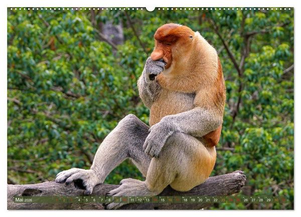 Produktbild: Nasenaffen von Borneo (Wandkalender 2026 DIN A2 quer), CALVENDO Monatskalender