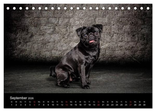 Produktbild: Urban Dogs - Hundekalender der anderen Art (Tischkalender 2026 DIN A5 quer), CALVENDO Monatskalender