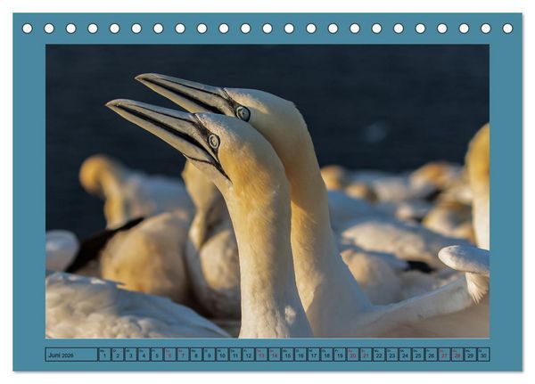 Produktbild: Helgoland und seine Basst&ouml;lpel (Tischkalender 2026 DIN A5 quer), CALVENDO Monatskalender
