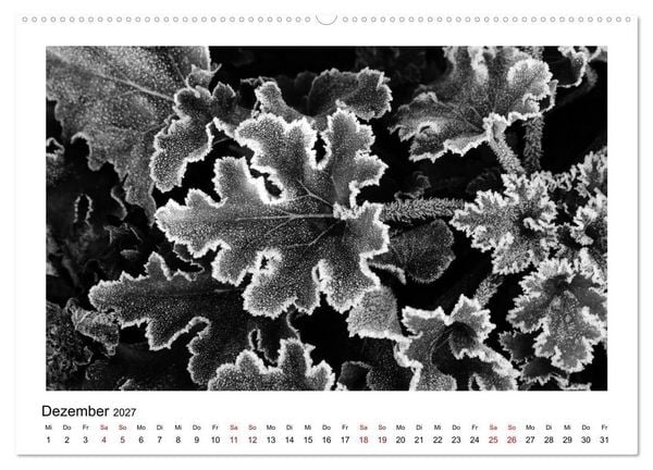 Produktbild: Die grafische Sch&ouml;nheit der Pflanzen &ndash; Schwarz-Wei&szlig; (Wandkalender 2027 DIN A2 quer), CALVENDO Monatskalender