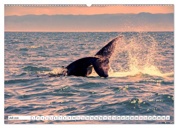 Produktbild: Karibische Momente - Eine Reise ins tropische Paradies (Wandkalender 2026 DIN A2 quer), CALVENDO Monatskalender