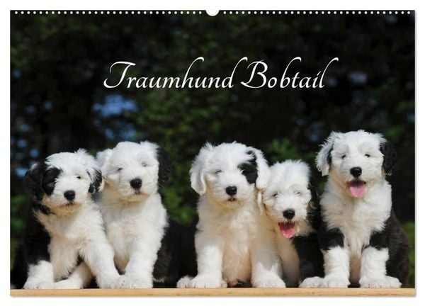 Produktbild: Traumhund Bobtail (Wandkalender 2026 DIN A2 quer), CALVENDO Monatskalender
