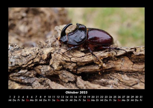 Produktbild: Waldbewohner 2025 Fotokalender DIN A3