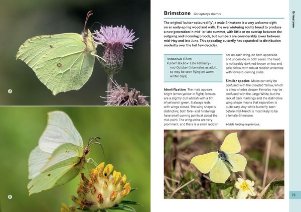 Produktbild: RSPB Butterflies of the British Isles