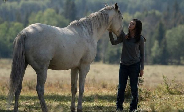 Produktbild: Heartland - Paradies f&uuml;r Pferde - Staffel 12 (Neuauflage) [4 DVDs]