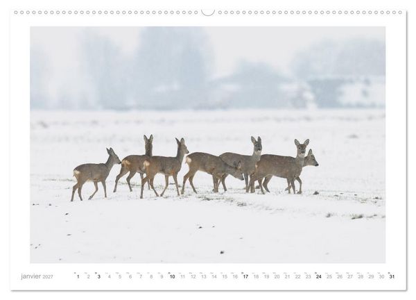 Produktbild: Un an avec des chevreuils (Calendrier mural haut de gamme 2027 DIN A2 vertical), CALVENDO calendrier mensuel