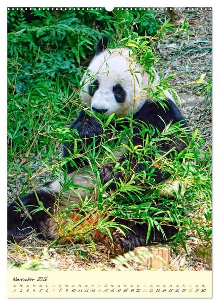 Produktbild: Riesenpanda (Wandkalender 2026 DIN A2 hoch), CALVENDO Monatskalender