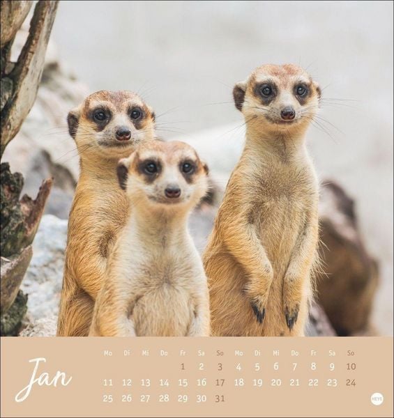 Produktbild: Erdm&auml;nnchen Postkartenkalender 2027