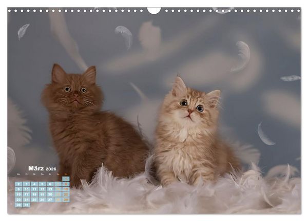 Produktbild: Die Kitten kommen. (Wandkalender 2026 DIN A3 quer), CALVENDO Monatskalender