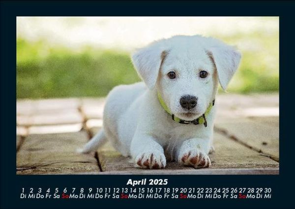 Produktbild: Hunde 2025 Fotokalender DIN A5
