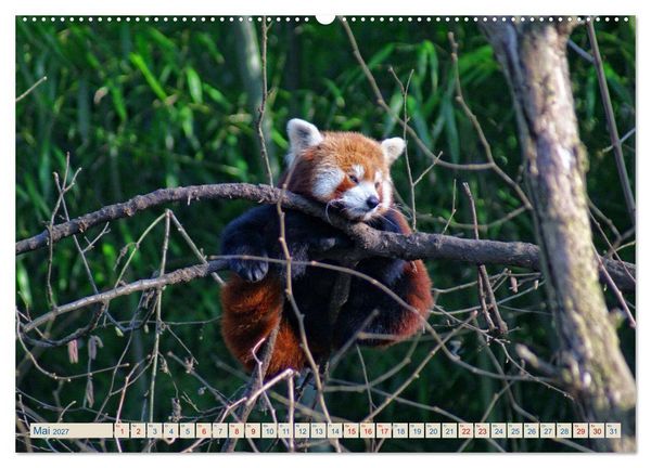 Produktbild: Kleiner Panda auf Entdeckungstour (Wandkalender 2027 DIN A2 quer), CALVENDO Monatskalender