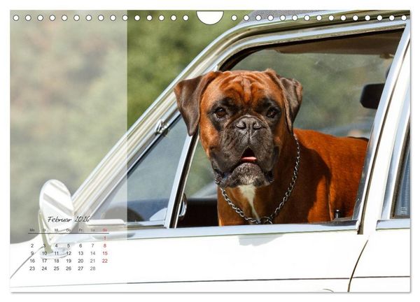 Produktbild: Deutscher Boxer 2026 (Wandkalender 2026 DIN A4 quer), CALVENDO Monatskalender