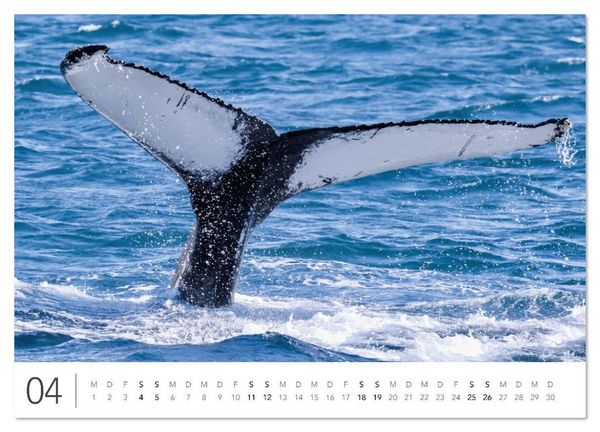 Produktbild: Magisches Island (Wandkalender 2026 DIN A4 quer), CALVENDO Monatskalender