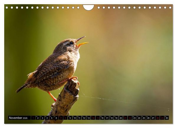 Produktbild: Wildtiere des Paderborner Landes (Wandkalender 2026 DIN A4 quer), CALVENDO Monatskalender