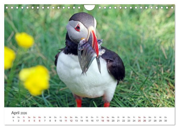 Produktbild: Papageitaucher - Clowns der nordischen Vogelwelt (Wandkalender 2026 DIN A4 quer), CALVENDO Monatskalender