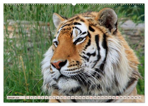 Produktbild: Tiger. Gestreift, wild u. sch&ouml;n (hochwertiger Premium Wandkalender 2026 DIN A2 quer), Kunstdruck in Hochglanz