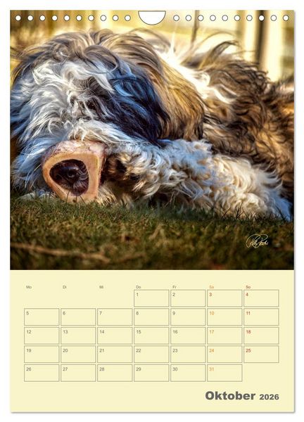 Produktbild: PON-Welpen - jeder Tag ein gro&szlig;es Abenteuer / Planer (Wandkalender 2026 DIN A4 hoch), CALVENDO Monatskalender