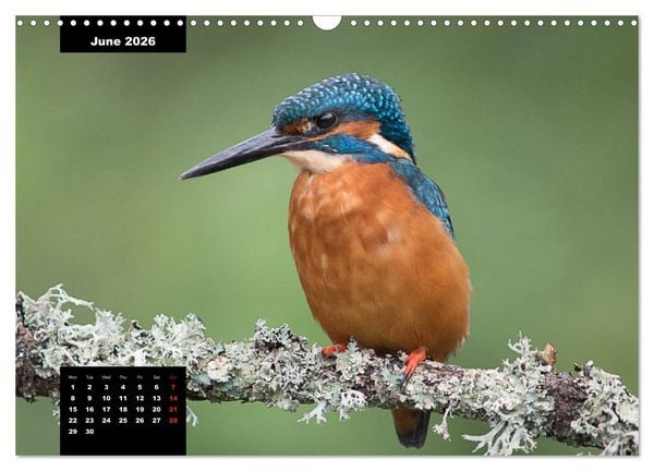 Produktbild: Beautiful birds THE KINGFISHER (Wall Calendar 2026 DIN A3 landscape), CALVENDO 12 Month Wall Calendar