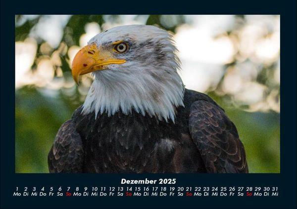 Produktbild: Welt der Tiere 2025 Fotokalender DIN A4
