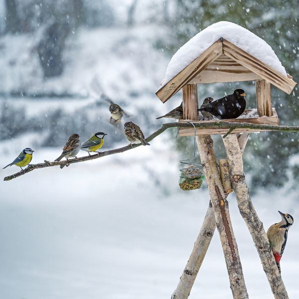 Produktbild: V&ouml;gel / Birds 2027