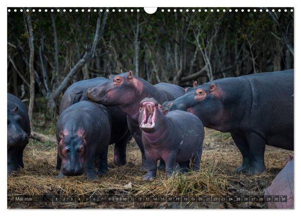 Produktbild: S&uuml;dafrika - Die Tierwelt (Wandkalender 2026 DIN A3 quer), CALVENDO Monatskalender