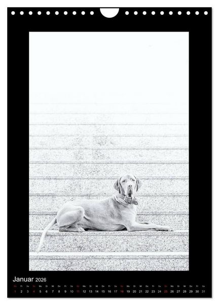 Produktbild: Vizsla-Liebe (Wandkalender 2026 DIN A4 hoch), CALVENDO Monatskalender