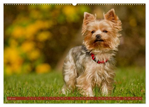 Produktbild: Faszination Hund (Wandkalender 2026 DIN A2 quer), CALVENDO Monatskalender