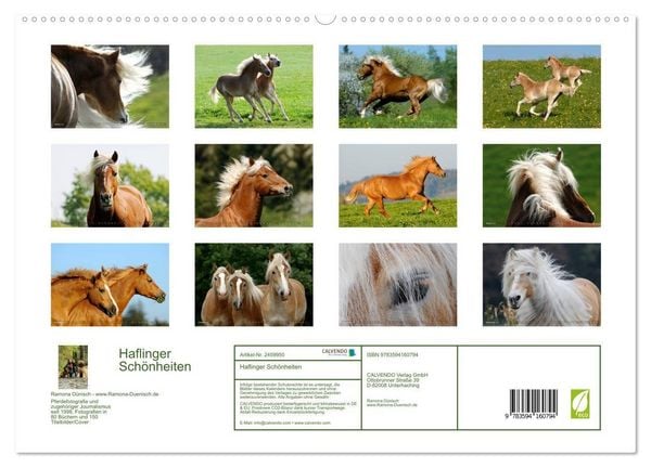 Produktbild: Haflinger Sch&ouml;nheiten (hochwertiger Premium Wandkalender 2027 DIN A2 quer), Kunstdruck in Hochglanz