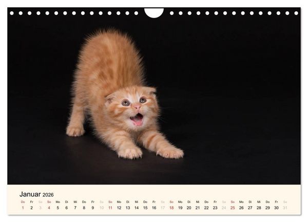 Produktbild: S&uuml;&szlig;e Stubentiger - Katzenkinder (Wandkalender 2026 DIN A4 quer), CALVENDO Monatskalender