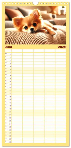 Produktbild: Familienplaner 2026 - Chihuahua-Welpen &ndash; Kleine Wunder mit 5 Spalten (Wandkalender, 21 x 45 cm) CALVENDO