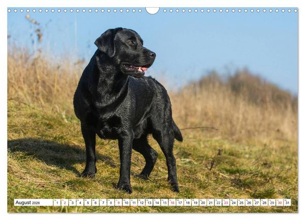 Produktbild: Labrador Retriever - Freunde f&uuml;r&acute;s Leben (Wandkalender 2026 DIN A3 quer), CALVENDO Monatskalender