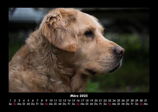 Produktbild: Welt der Tiere 2025 Fotokalender DIN A3