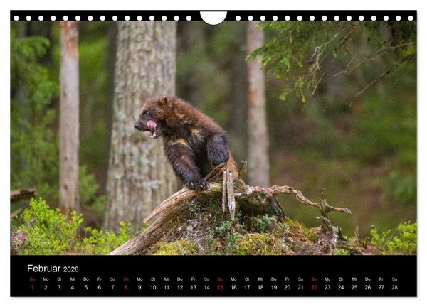 Produktbild: Naturwucht Skandinavien (Wandkalender 2026 DIN A4 quer), CALVENDO Monatskalender