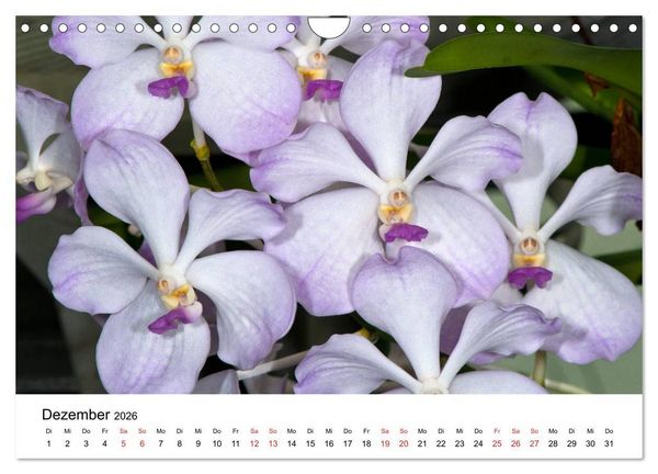 Produktbild: Vielfalt der Orchideen (Wandkalender 2026 DIN A4 quer), CALVENDO Monatskalender