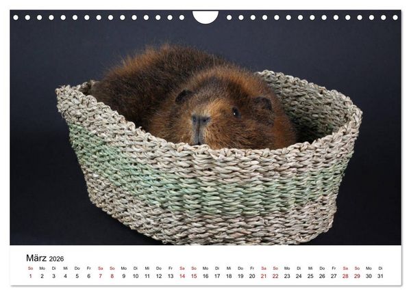 Produktbild: Unsere Meerschweinchen (Wandkalender 2026 DIN A4 quer), CALVENDO Monatskalender