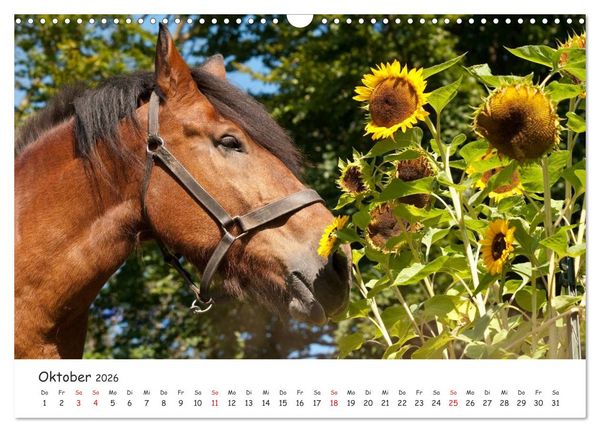 Produktbild: Kaltblut - schwere Pferde mit Herz (Wandkalender 2026 DIN A3 quer), CALVENDO Monatskalender