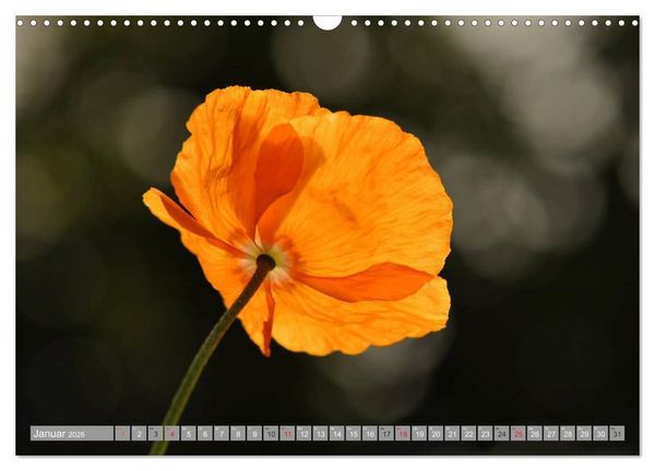 Produktbild: MOHNBL&Uuml;TEN (Wandkalender 2026 DIN A3 quer), CALVENDO Monatskalender