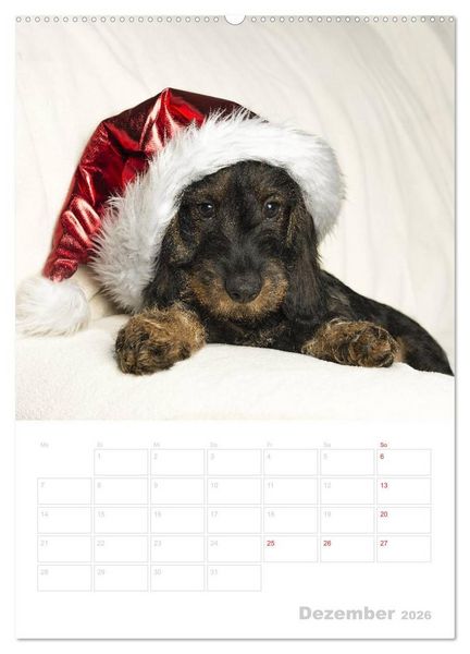 Produktbild: Der Dackel - mein kleiner Freund (hochwertiger Premium Wandkalender 2026 DIN A2 hoch), Kunstdruck in Hochglanz