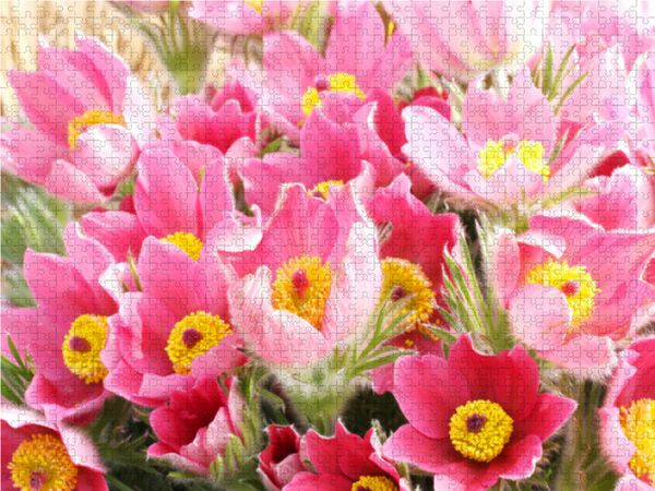 Produktbild: CALVENDO Puzzle K&uuml;chenschellen, Pulsatilla | 1000 Teile Lege-Gr&ouml;&szlig;e 64x48cm Foto-Puzzle f&uuml;r gl&uuml;ckliche Stunden