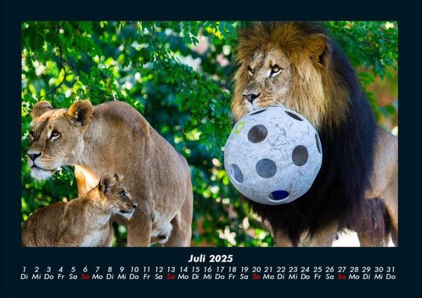 Produktbild: L&ouml;wen in der Wildnis 2025 Fotokalender DIN A4