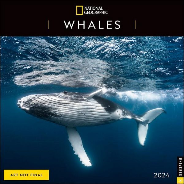 Produktbild: National Geographic: National Geographic: Whales 2024 Wall C