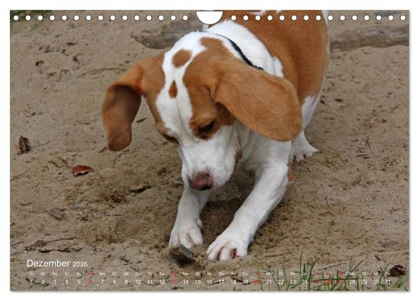 Produktbild: Beagle (Wandkalender 2026 DIN A4 quer), CALVENDO Monatskalender