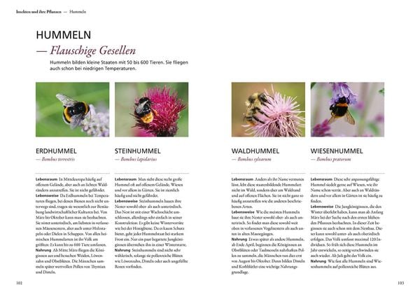 Produktbild: Mein Garten summt!