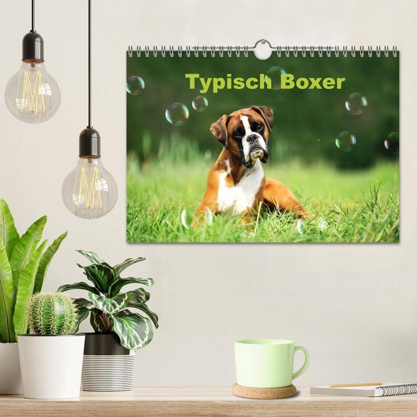 Produktbild: Typisch Boxer (Wandkalender 2026 DIN A4 quer), CALVENDO Monatskalender